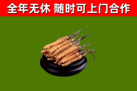 郴州烟酒回收冬虫夏草.jpg